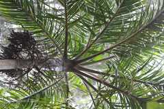 Bentinckia condapanna